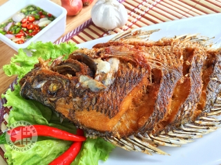 Tilapia Fish